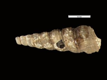 Media type: image; Malacology 154832